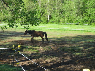 Fototapeta premium donkey in the woods