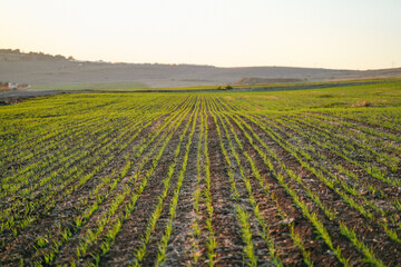 rows  field of young crops with distinct indicating planting