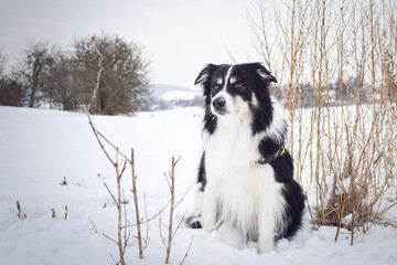Tricolor border collie is sitting on the field in the snow. He is so fluffy dog.	
