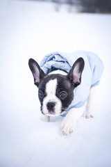 Small french bulldog is running in the snow. He has a coat	