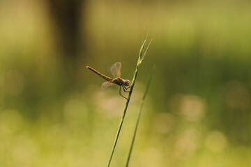 una libellula su dell'erba in estate