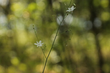 piccoli fiori bianchi in estate