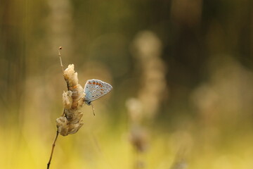 una farfalla licenide su un fiore in un prato