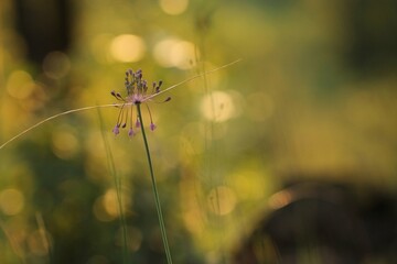 fiore di allium carinatum in estate al tramonto