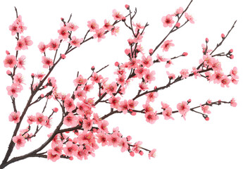 cherry blossom isolated on white