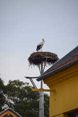 Stock in his neston the chimney. A bird in a town