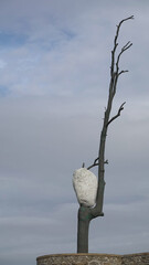 Pierre blanche acrochée au tronc d'un arbre