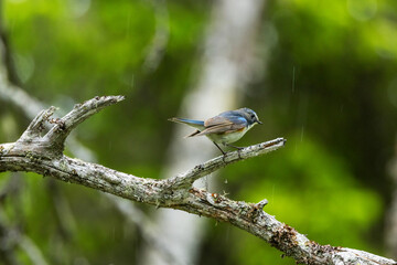 Colorful Red-flanked bluetail perched on an old branch in a summertime old-growth forest near Kuusamo, Northern Finland