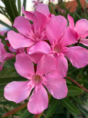 Bright pink oleander flower close up. Nerium oleander or Japanese flower or buttercup flower,...