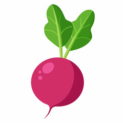 radish vector design