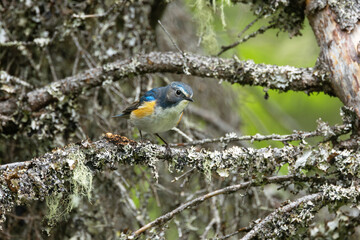 Close-up of a colorful and curious Red-flanked bluetail perched in a summertime old-growth forest near Kuusamo, Northern Finland	