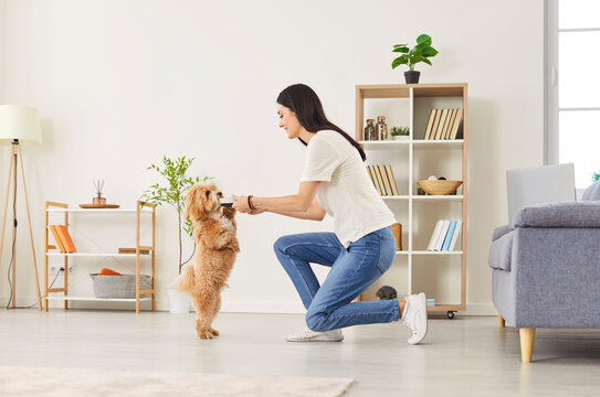 Smiling young woman training her maltipoo dog in living room, enjoying leisure with pet. Cheerful female pet owner playing with her small puppy, teaching to do actions and follow instructions at home.