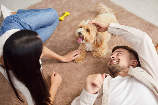 Young loving couple, happy family owners playing with cute pet puppy at home, spouses enjoy time together having fun with small pedigreed dog on carpet, indoor leisure activity in new living room