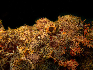 A closeup shot of the head of a scorpionfish found at a Puerto Galera wreck dive in the Philippines. Black background