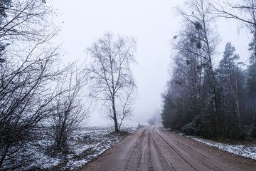 Winter landscape: dark trees on a forest road on a foggy day