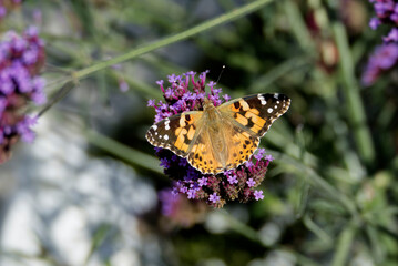 Painted Lady (Vanessa Cardui) Butterfly perched on purple flower in Zurich, Switzerland