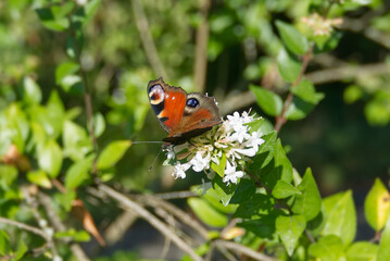 European peacock butterfly (Aglais io) sitting on a white flower in Zurich, Switzerland