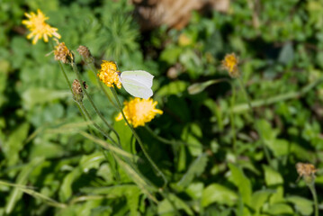 Common brimstone butterfly (Gonepteryx rhamni) sitting on yellow flower in Zurich, Switzerland