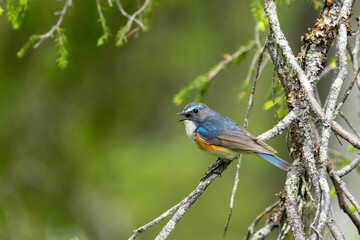 Close-up of a Red-flanked bluetail singing in a summertime old-growth forest near Kuusamo, Northern Finland	