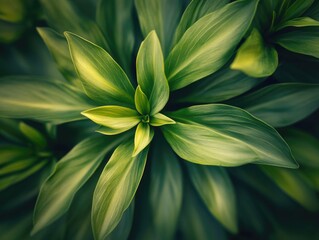 Obraz premium Green healthy leaves of a fern plant