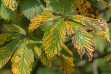 Colorful foliage from tree in fall season