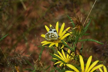 Schmetterling in der blühenden Wiese in Namibia
