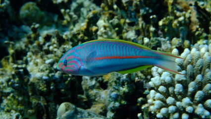 Klunzinger wrasse or Ruppell wrasse (Thalassoma rueppellii) undersea, Red Sea, Egypt, Sharm El Sheikh, Montazah Bay