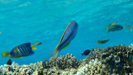 Klunzinger wrasse or Ruppell wrasse (Thalassoma rueppellii) undersea, Red Sea, Egypt, Sharm El Sheikh, Montazah Bay