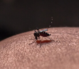 The Aedes albopictus mosquito, sucks human blood.