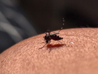 The Aedes albopictus mosquito, sucks human blood.