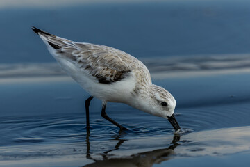 Sanderling searches for food in shallow water