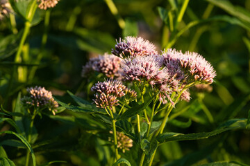 Closeup of flowering Hemp-agrimony in a wet habitat on a summer evening in Estonia, Northern Europe	