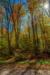 Obraz premium Colorful Wisconsin forest with blue sky and sun in early October