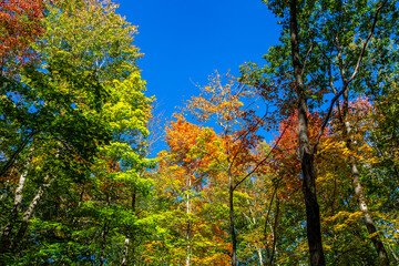 Colorful Wisconsin forest with blue sky in early October