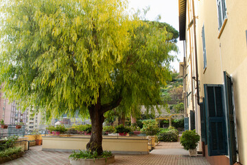Italian street with blooming flowers in the courtyards in Ventimiglia