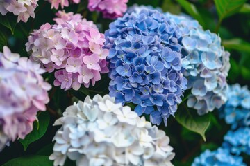 Vibrant pink and blue hydrangea flowers with green foliage against a blurred garden backdrop.