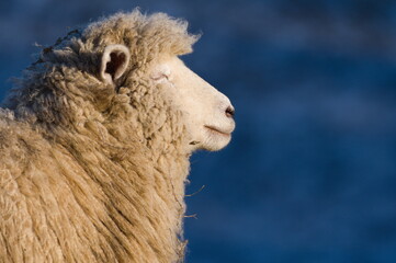Domestic sheep close-up profile portrait. Sheep is enjoying the sun. Funny livestock animal photo. Funny hair. Copy space for placement of text. © czjonyyy