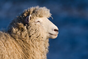 Obraz premium Domestic sheep close-up profile portrait. Sheep is enjoying the sun. Funny livestock animal photo. Funny hair. Copy space for placement of text.