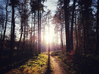 Ausblick entlang eines Weges in einem Wald auf einen Baum, der ein sinnliches Lichtspiel in der...