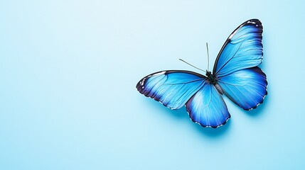 Top-down view photo of a beautiful blue butterfly on a light blue background, perfect for nature lovers. Copy space available. Ideal for animal-themed designs, wallpapers, and more.