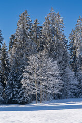 frozen trees in the mountains in snow covered landscape with crystal blue sky