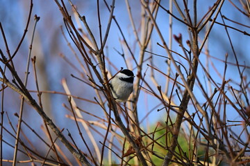 Chickadee in a Tree Blue Skies