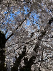 cherry blossom in spring