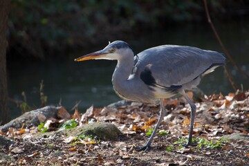 GARZA REAL (ARDEA CINEREA)