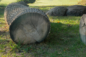 A close-up view of a freshly cut tree trunk in a forest clearing,