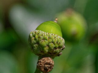 acorns on a tree