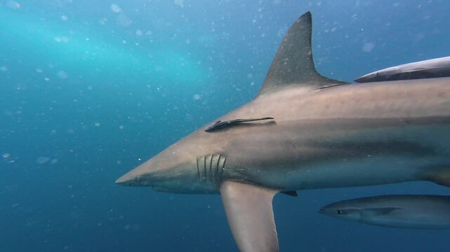 Blacktip shark swimming in south africa with a hook in the mouth, slow motion
