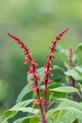 Close up of sabra spike sage (salvia confertiflora) in bloom