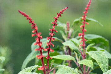 Close up of sabra spike sage (salvia confertiflora) in bloom