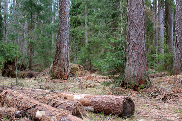 Pine trunks in a coniferous forest in Russia